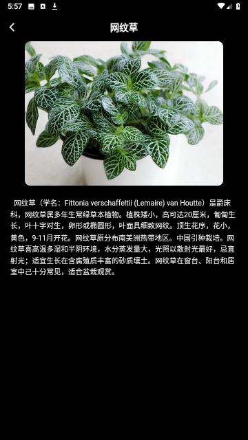 网纹草图3